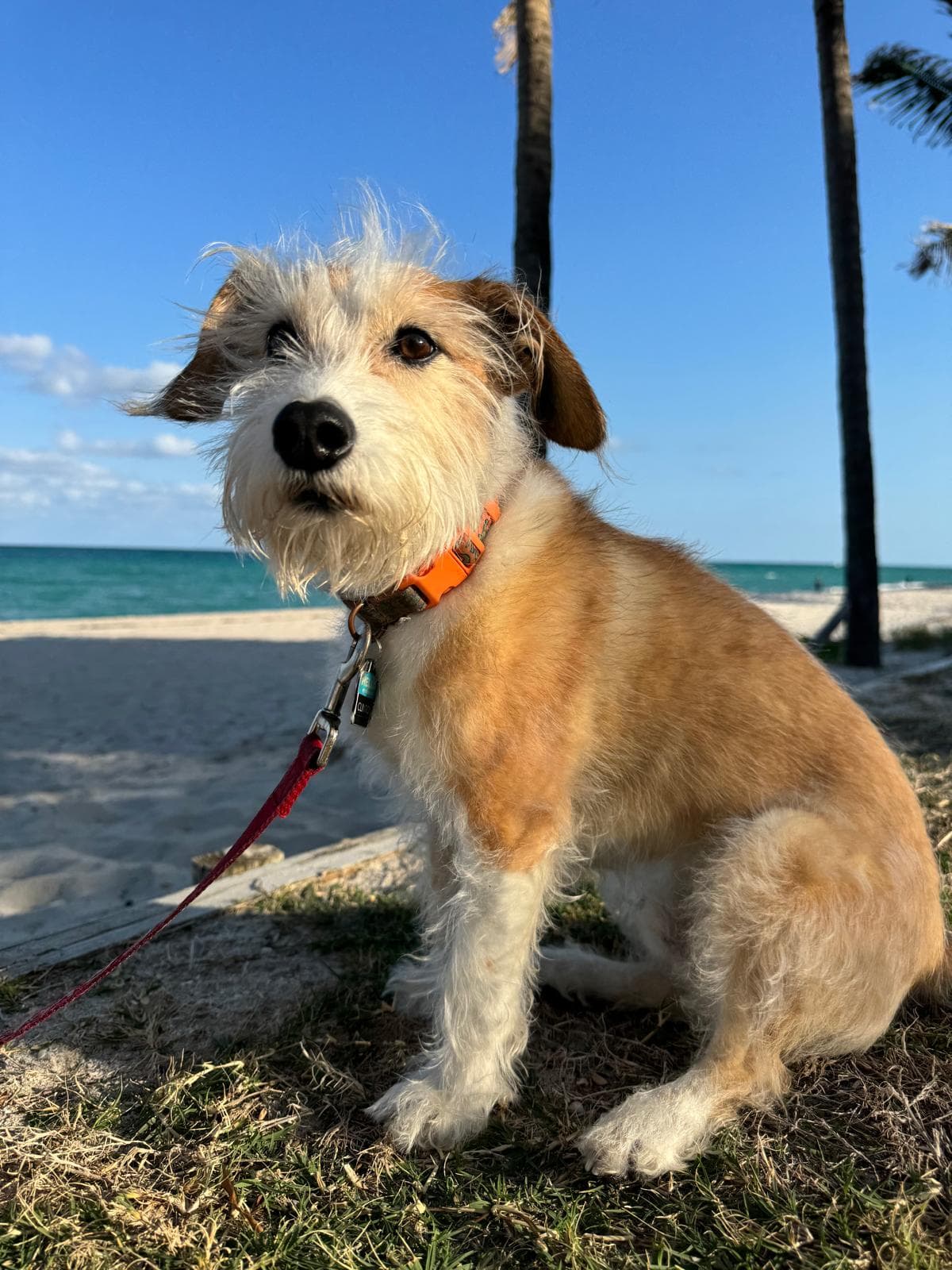 Clinton, a terrier mutt, sitting on a beach