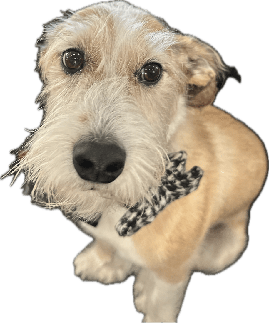 Clinton, a terrier mutt, looking up at the camera in a bow tie